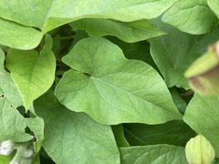 Calystegia × lucana