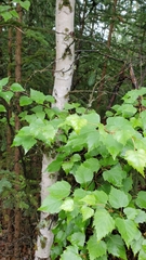 Betula neoalaskana