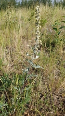 Artemisia tilesii