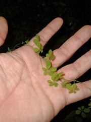Tropaeolum pentaphyllum