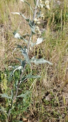 Artemisia tilesii