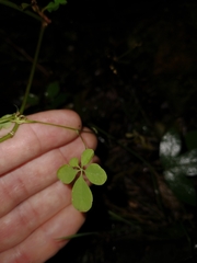 Tropaeolum pentaphyllum