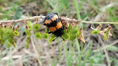Nicrophorus investigator