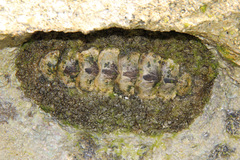Acanthopleura