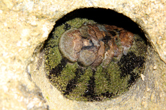 Acanthopleura
