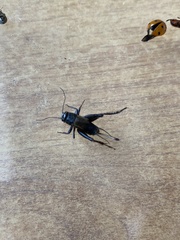 Modicogryllus frontalis