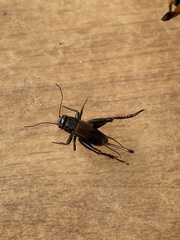 Modicogryllus frontalis