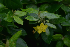 Stigmaphyllon discolor
