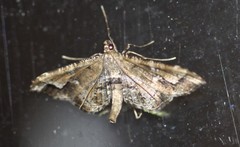 Merodictya marmorata