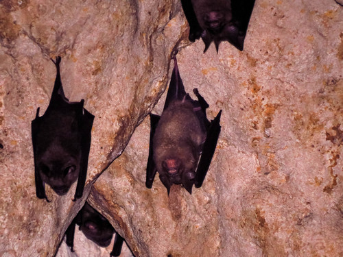 Hipposideros sorenseni