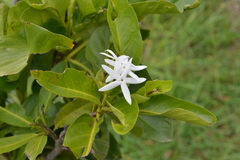 Ixoroideae