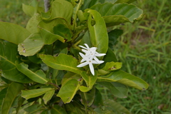 Ixoroideae