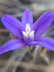 Brodiaea rosea rosea