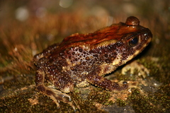 Small-Eared Toad photo 1