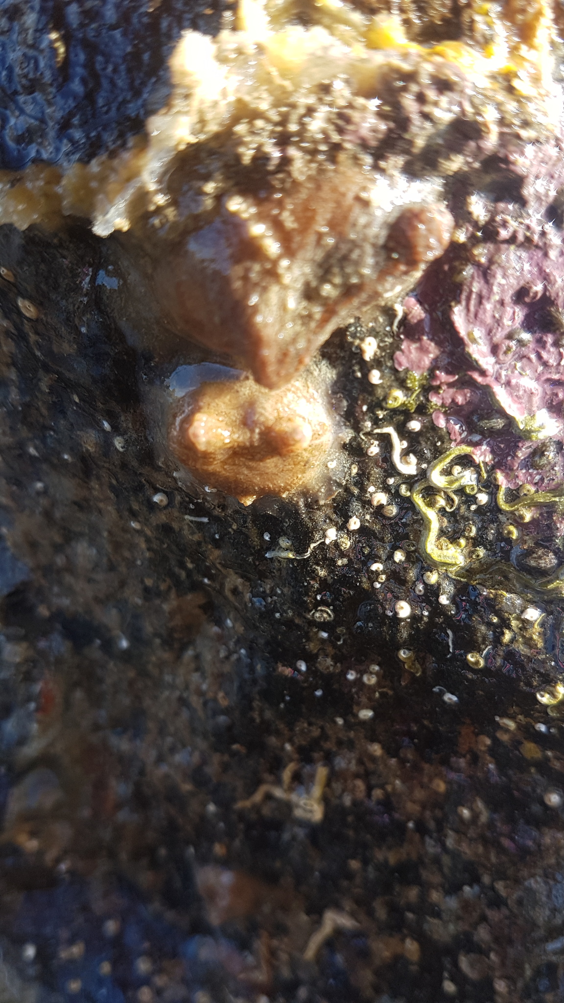 Asterocarpa humilis (Heller, 1878)