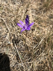 Brodiaea rosea rosea