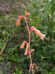 Polianthes multicolor