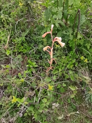 Polianthes multicolor