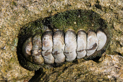 Acanthopleura