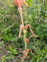 Polianthes multicolor