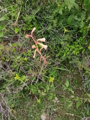 Polianthes multicolor