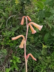 Polianthes multicolor