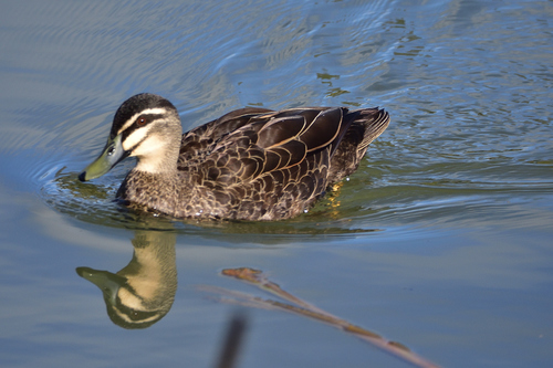 Identifications by ratite · iNaturalist Australia