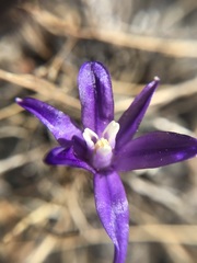 Brodiaea rosea rosea