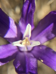 Brodiaea rosea rosea