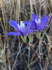 Brodiaea rosea rosea