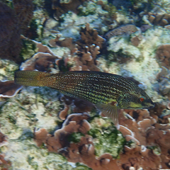 Notolabrus inscriptus