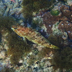 Epinephelus rivulatus