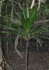 Cordyline neocaledonica