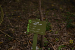 Cordyline neocaledonica