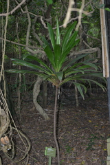 Cordyline neocaledonica