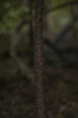Cordyline neocaledonica