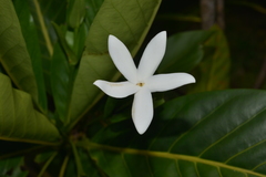 Atractocarpus heterophyllus