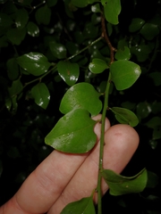 Schaefferia argentinensis