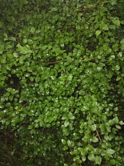 Schaefferia argentinensis