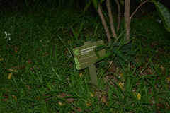 Atractocarpus heterophyllus