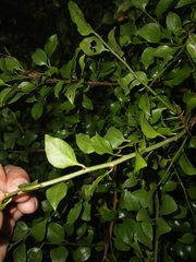 Schaefferia argentinensis