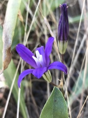Brodiaea rosea rosea
