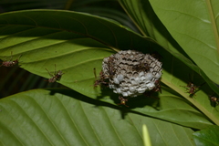 Polistes stigma townsvillensis