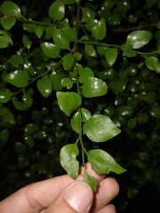 Schaefferia argentinensis