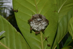 Polistes stigma townsvillensis