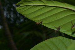Polistes stigma townsvillensis