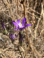 Brodiaea rosea rosea
