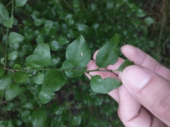 Schaefferia argentinensis