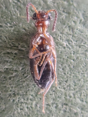 Ischyropalpus nitidulus