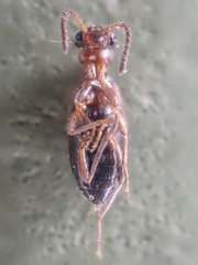 Ischyropalpus nitidulus